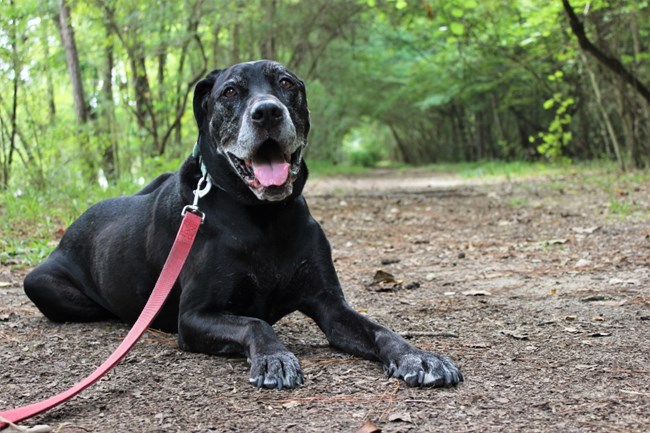 black dog with tongue out laying down on the trail