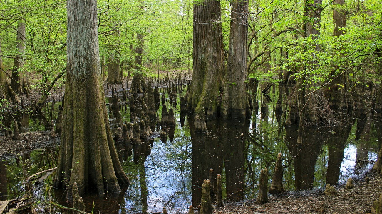 Turkey Creek Unit - Big Thicket National Preserve (U.S. National