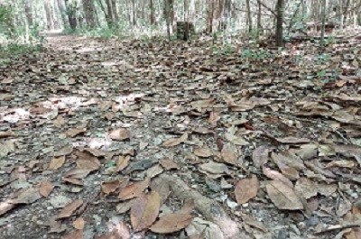 Football-shaped leaves of browns, greens, and reds cover a packed dirt trail.