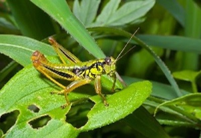 Multi-shaded green grasshopper sits on a bright green leaf with 3 holes. Other bright green leaves fill the background.