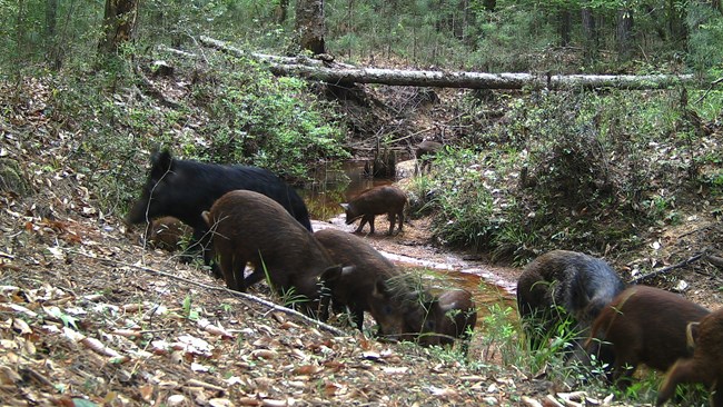herd of black and brown feral hogs gathered by a stream in the woods
