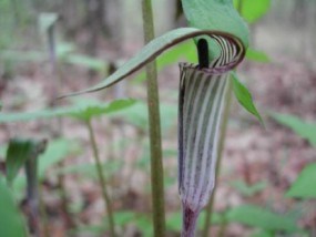 Jack-in-the-Pulpit flower Jack-in-the-Pulpit flower