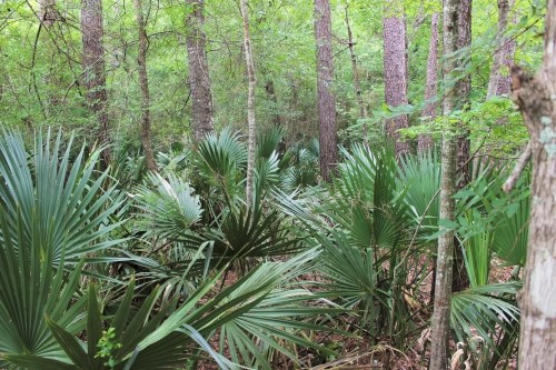 palmettos growing on the forest floor