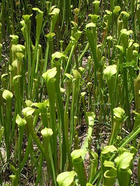 pitcher plant bog