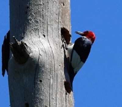 Bird with red head and black and white body rests vertically on a tree trunk with its beak near a hole.