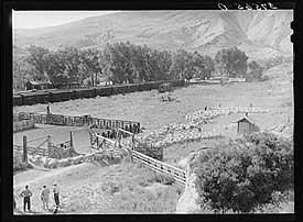 Moving lambs to corrals. Photo by Russell Lee