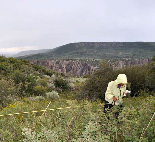 A person wearing a windbreaker stands over a transect tape amid waist-high vegetation. The Black Canyon of the Gunnison River is in the background.