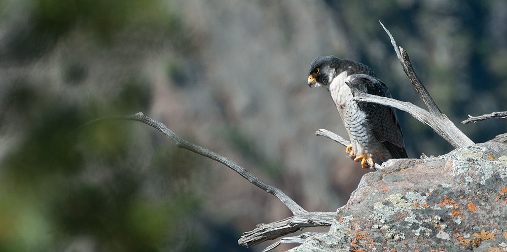 Peregrine Falcon Peregrine Falcon