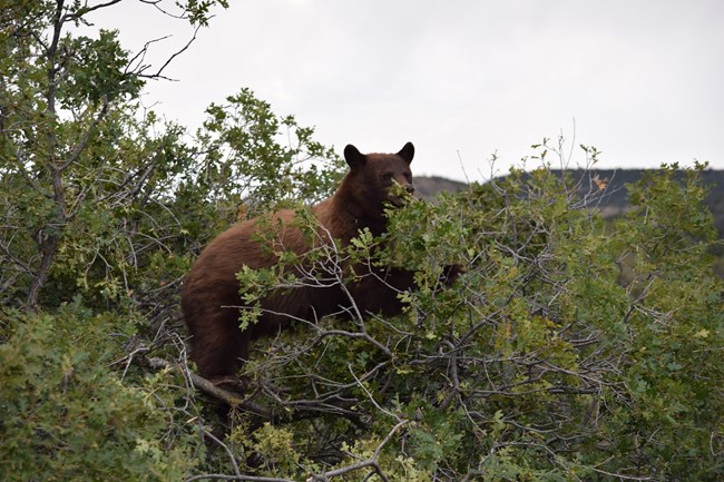 A brown colored bear standing amongst green vegetation
