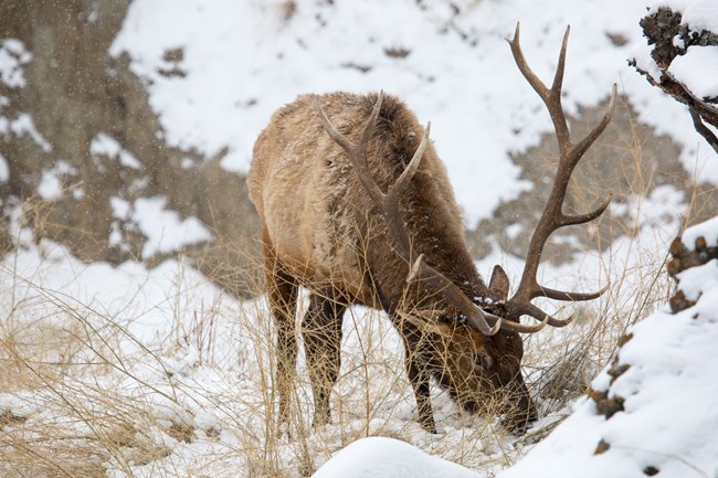 A bull elk feeds on dried vegetation sticking out of the snow