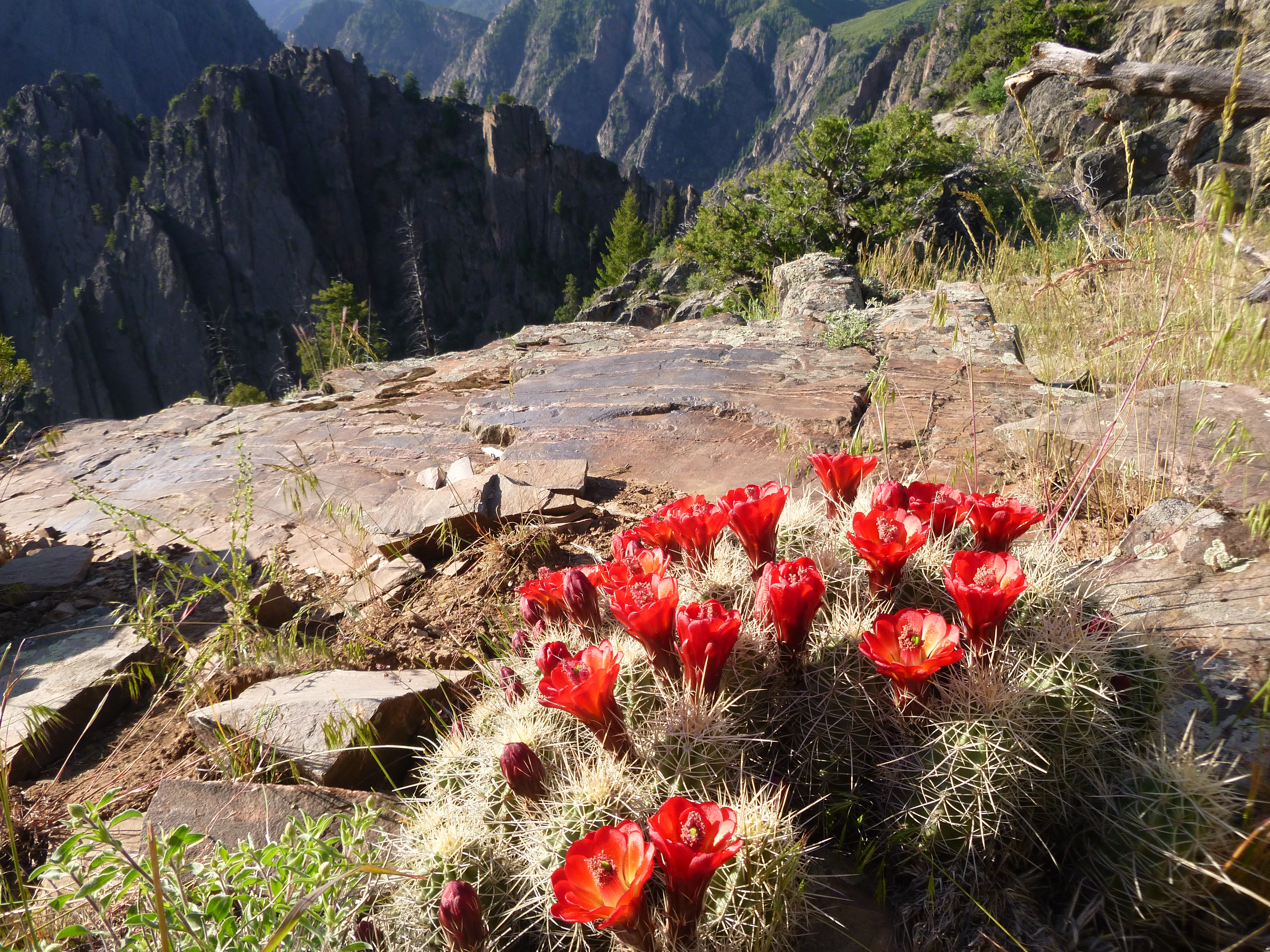 A bunch of red claretcup cactus flowers grow on a rocky outcropping. Dark steep canyon walls are in the distance.