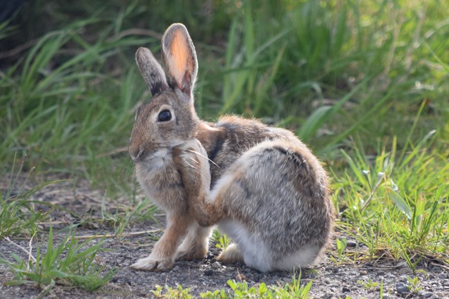 A small white and brown rabbit with scratching with its foot. Vegetation is in the background.