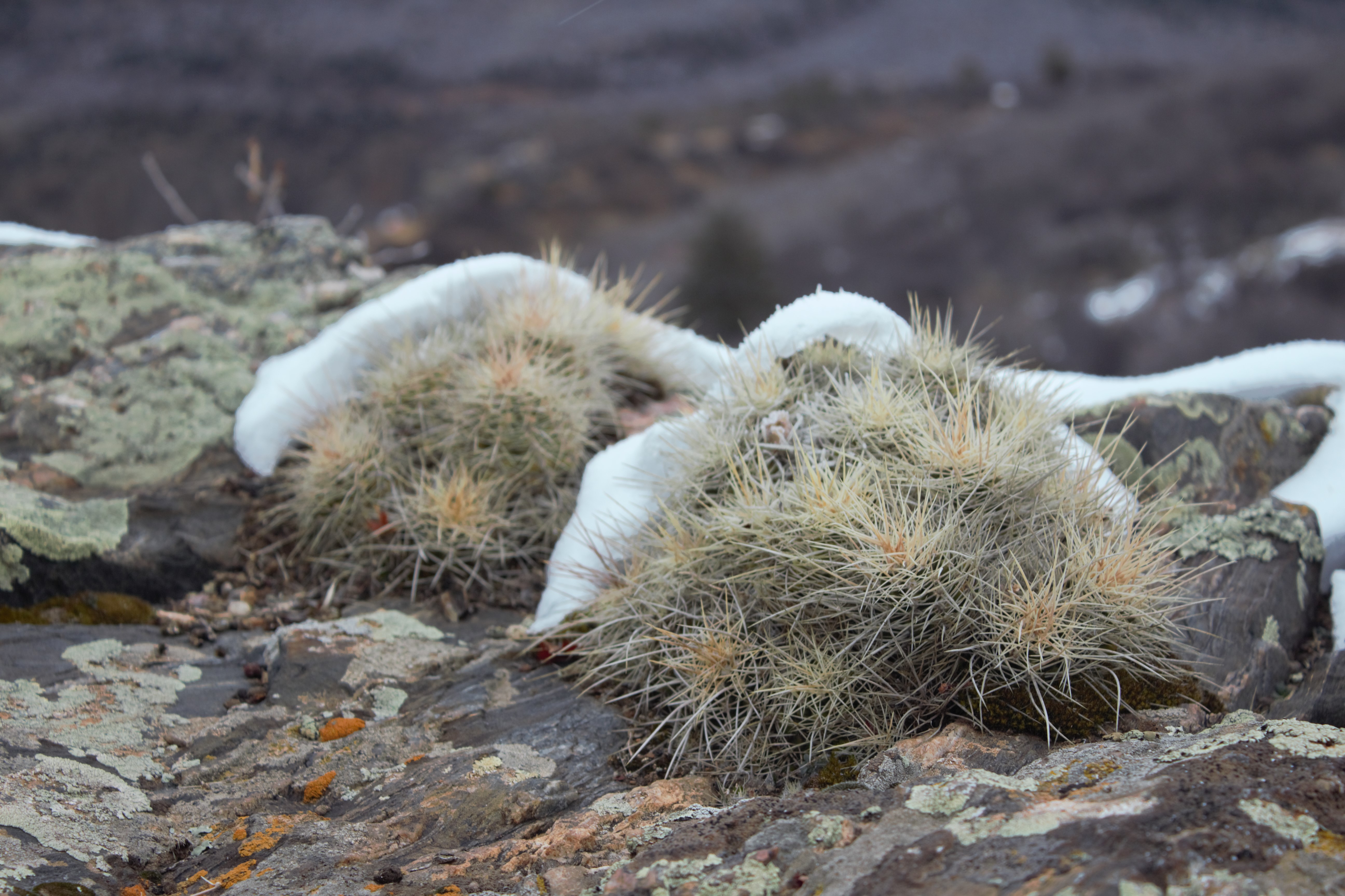 Cacti / Desert Succulents - Black Canyon Of The Gunnison National Park  (U.S. National Park Service)