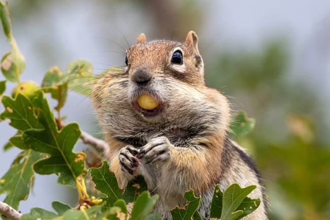 A reddish-tan squirrel with stuffed cheek pouches. Oak leaves are visible around it.