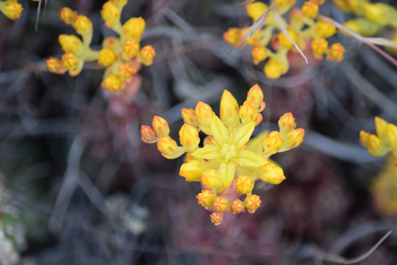 Vibrant yellow flowers with orange accents and five petals. Gray twigs and other plant matter is blurred in the background.