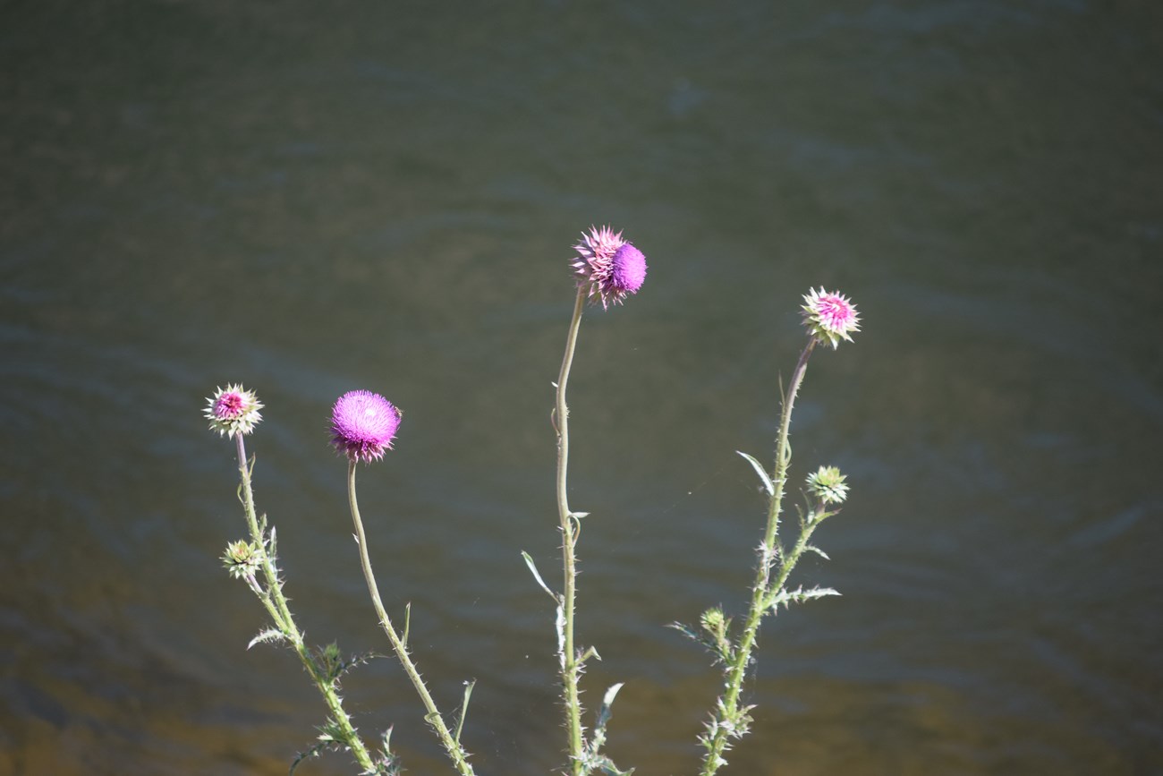 Four green stalks with pink thistle flowers bloom. Background is blurry and dark.
