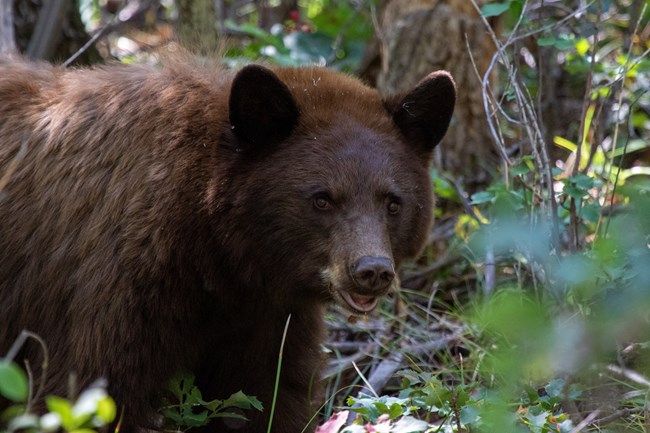 A brown colored bear standing between green vegetation
