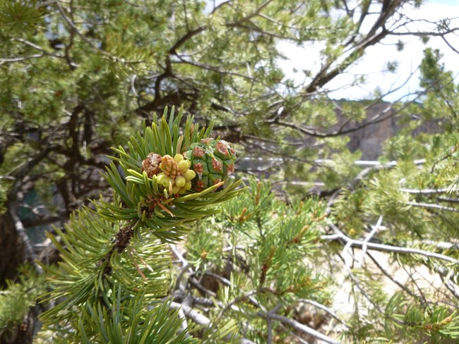 Pine tree branches with a close up on the needles and cones.