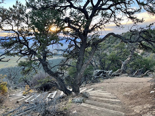 Twisted pinyon pine tree with sunlight visible between branches. Steps on a hiking trail are near the tree's bottom.