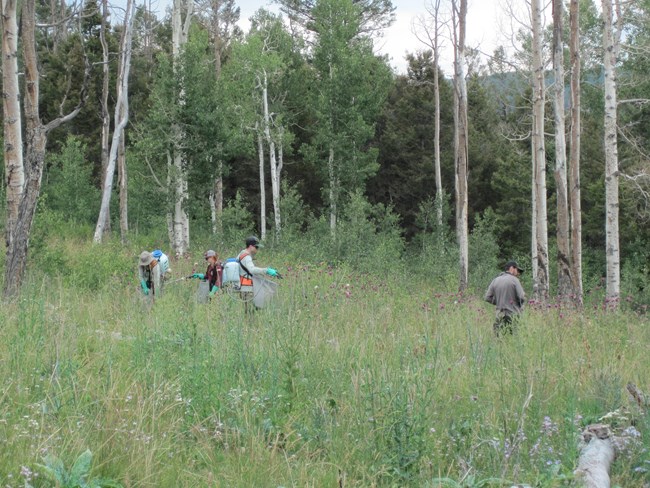 Four people wearing outdoor apparel and carrying spray backpacks walk through a field of invasive species. Tall light-colored tree trunks are beyond them.