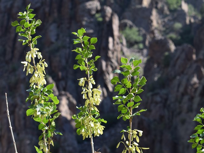 Three stalks of an ash tree with light and dark green leaves. Grayish black canyon walls are in the background.