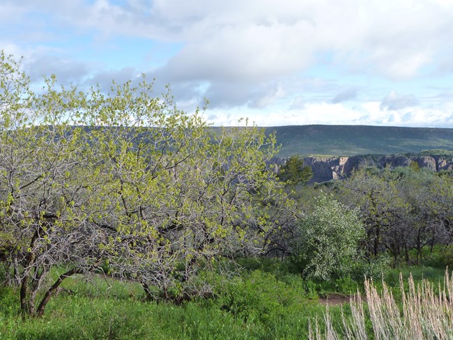 Gambel oak shrubs with green buds. Green grasses grow beneath the shrubs. Mesas and a canyon rim are in the distance.