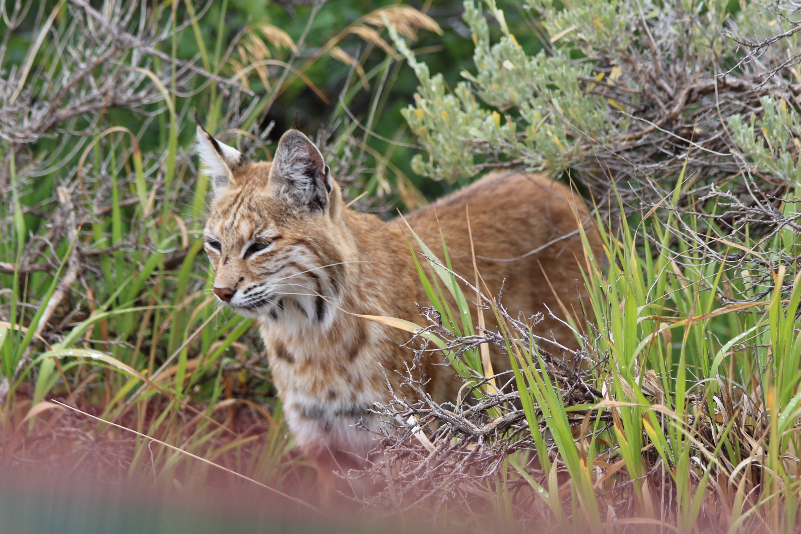 Mammals - Black Canyon Of The Gunnison National Park (U.S. National