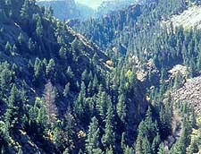 Inner canyon woodlands
