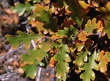 Gambel oak leaves