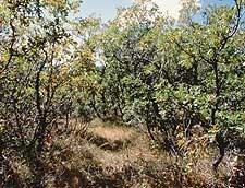Gambel oak thicket
