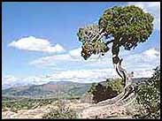 Juniper tree