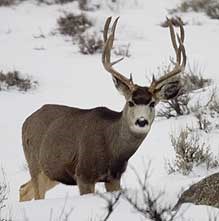 Mule deer buck