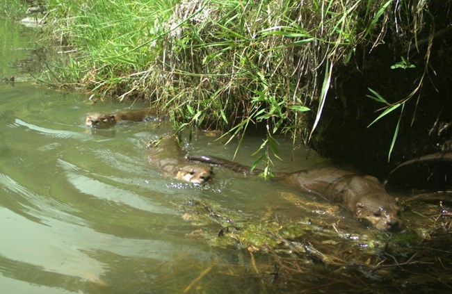 Two brown river otters swim in greenish water. Vegetation surrounds the water.