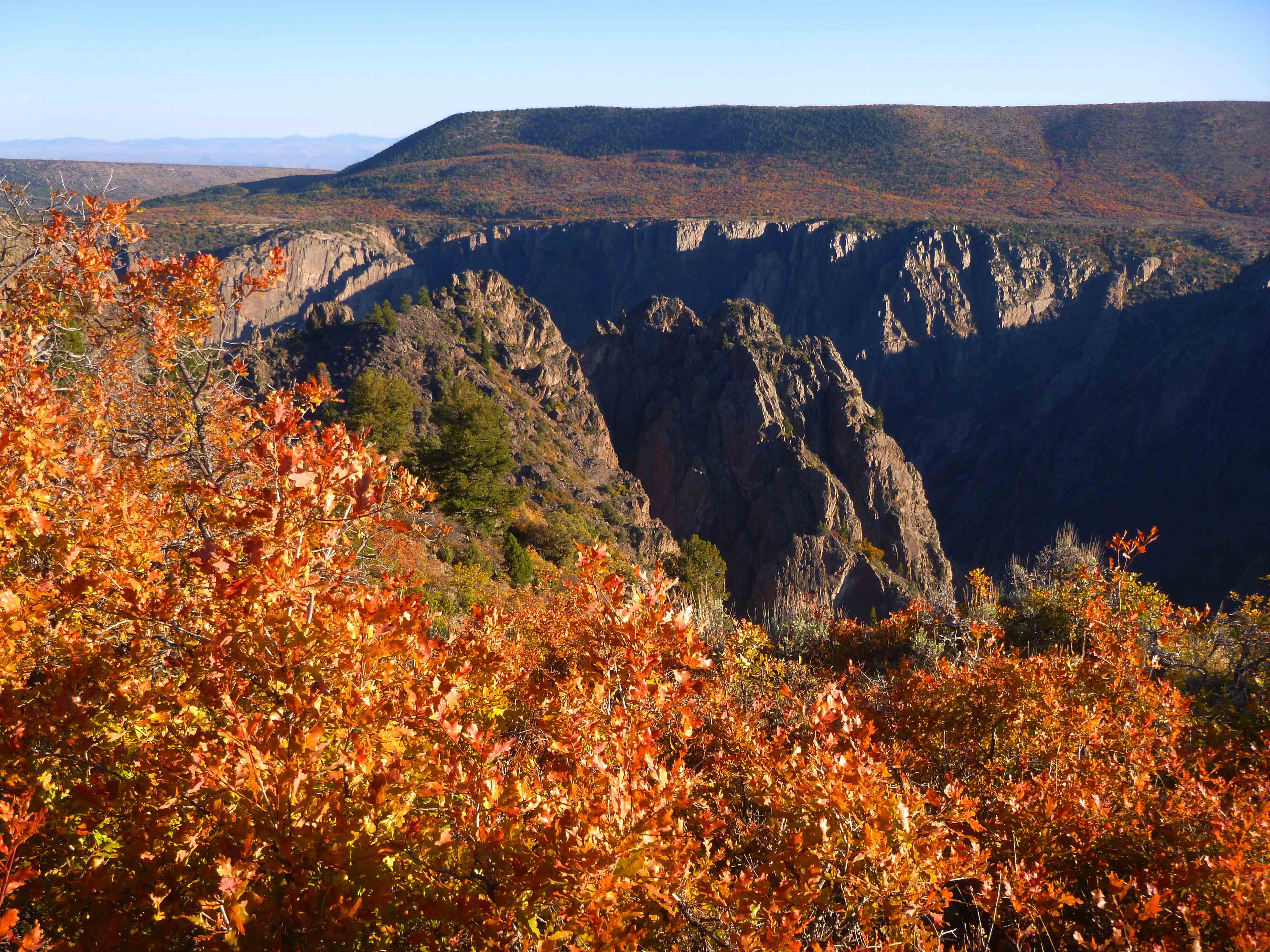 Brilliant yellow leaves of Gamble Oak in foreground with deep, dark canyon in mid ground, distant rim is splotched with fall color