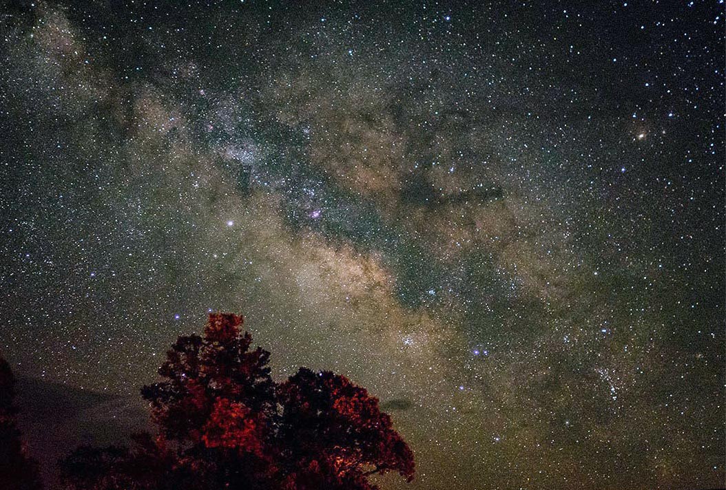 looking past a silhouetted pinyon pine at the Milky Galaxy filling the night sky.