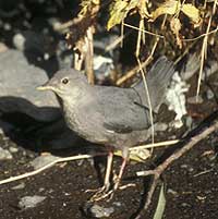 American dipper
