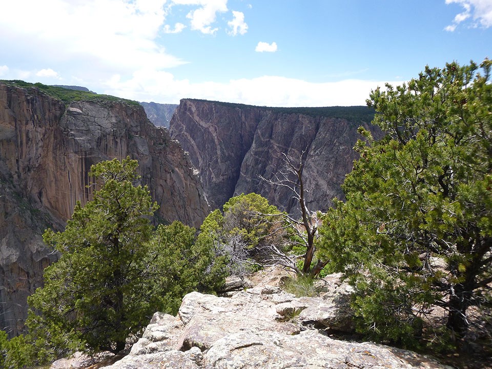 a sheer canyon of dark rock in the background, vibrant green pinyon pine trees in foreground