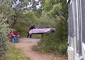 Bear in South Rim Campground.