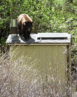 Bear on roof of outhouse.