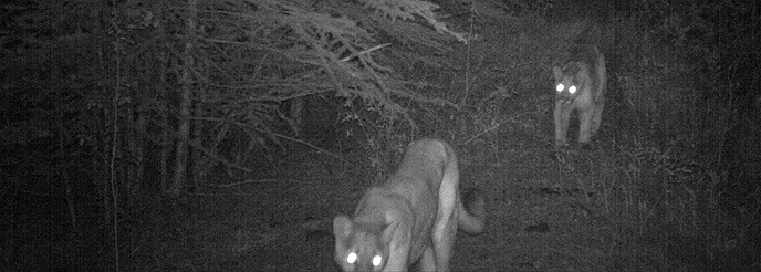 Mountain Lions (Puma concolor)