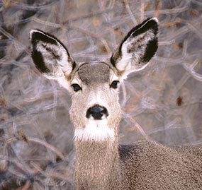 Mule deer