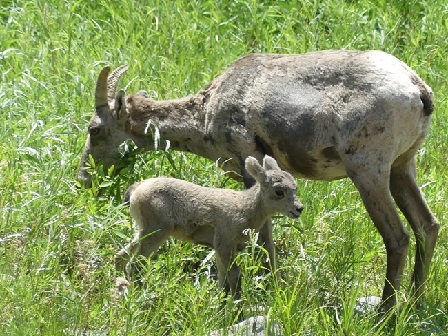 Red Rock Canyon wildlife