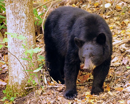a black bear standing beside a tree trunk in the forest