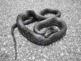 Black Rat Snakes are just one of the 22 species of snakes found along the Parkway