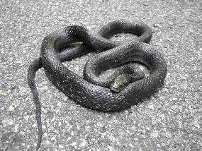 Black Rat Snakes are just one of the 22 species of snakes found along the Parkway Black Rat Snakes are just one of the 22 species of snakes found along the Parkway