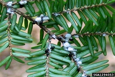 Hemlock wooly adelgids and predator beetles, Sasajiscymnus tsugae