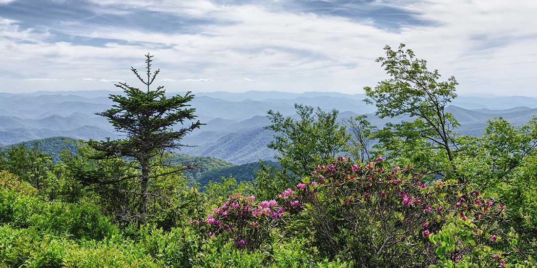 Bright pink Catawba rhododendron blooming in the foreground, with mountain ridges stretching off into the distance in the background