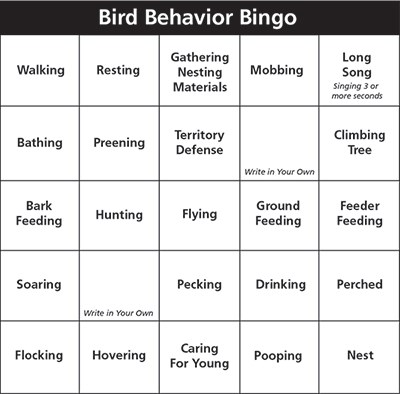 A bingo card titled "Bird Behavior Bingo" It has 5 rows and 5 columns of boxes that create a grid of 25 squares. Detailed alt text on page linked to from image.