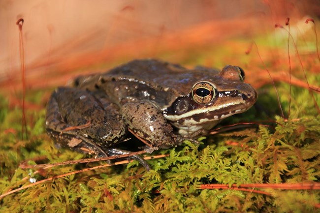 A woodfrog rests on a bed of moss at the edge of a pond