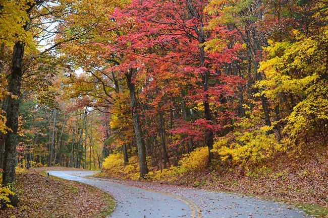 A road winding though trees cloaked in vibrant red and yellow autumn leaves